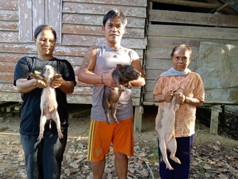 PEMBERIAN BANTUAN BIBIT TERNAK