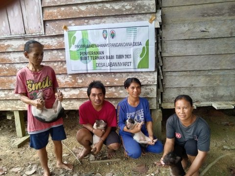 PEMBERIAN BANTUAN BIBIT TERNAK